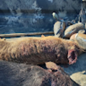 Meet your Posher, Carter